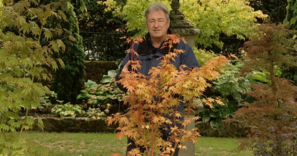 Alan Titchmarsh shares five Japanese maples he loves that'll improve any garden