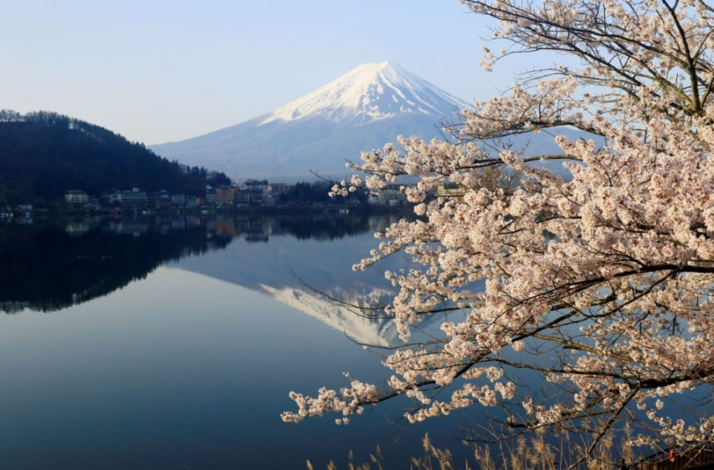 No Filter: Fuji’s Sakura Festival Cancelled After Residents Say Tourists Crossed the Line No Filter: Fuji’s Sakura Festival Cancelled After Residents Say Tourists Crossed the Line