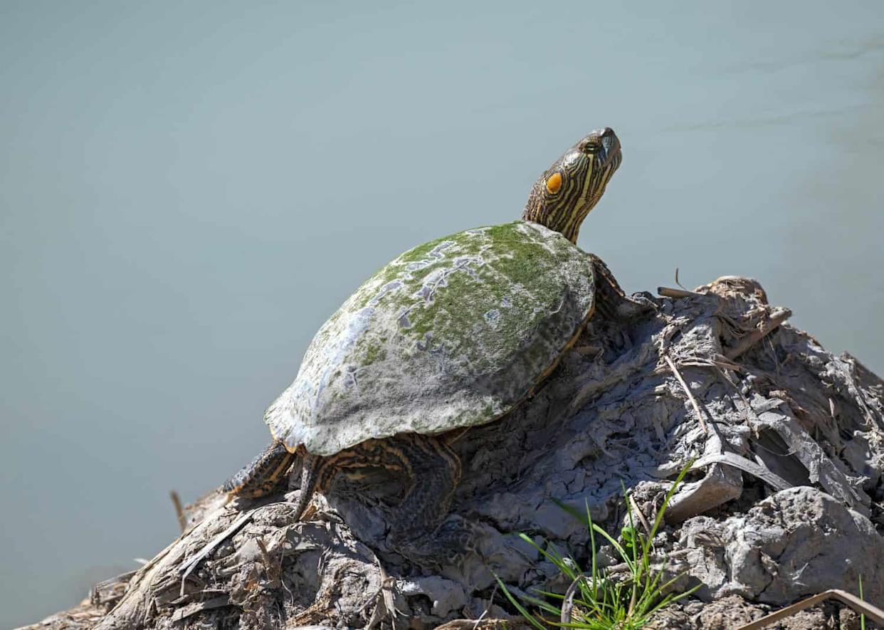 Big Bend Slider Turtle Basking in the Sun in Big Bend National Park in Texas