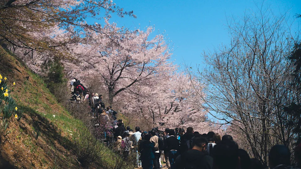 In Japan’s springtime, crowds gather to see cherry blossoms at some of the country’s most famous viewpoints. At <strong>Arakurayama Sengen Par</strong>k near Mount Fuji, lines of visitors often stretch hundreds of meters as people climb the hillside stairs for a glimpse of the iconic pagoda framed by sakura.	Alvin Huang