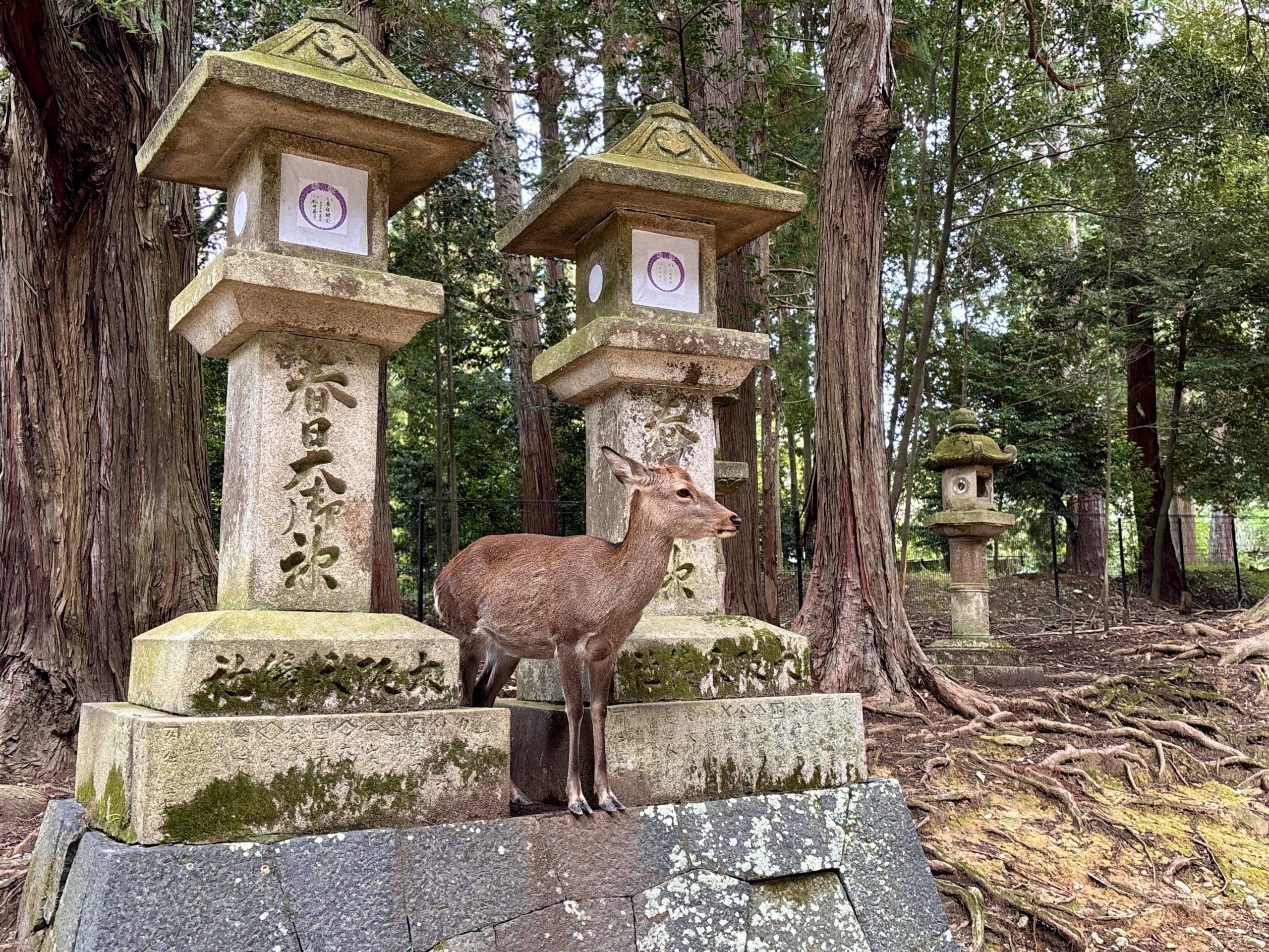 A bowing Nara deer | Emily McAuliffe