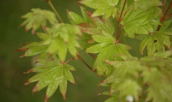 Acer shirsawanum ‘Moonrise’