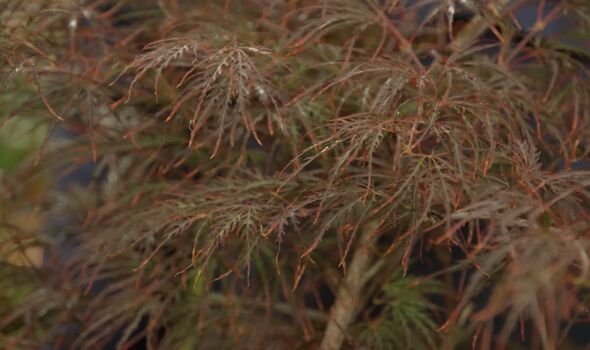 Acer palmatum ’Dissectum Garnet’