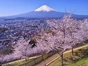 Cherry blossoms seen from a hiking course in Fujiyoshida overlooking Mount Fuji. The city recently announced it would be cancelling its cherry blossom festival for 2026 due to overtourism.