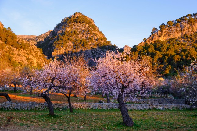 Pink flowering almond trees near Caimari in the morning light, Serra de Tramuntana, Majorca, Balearic Islands, Spain