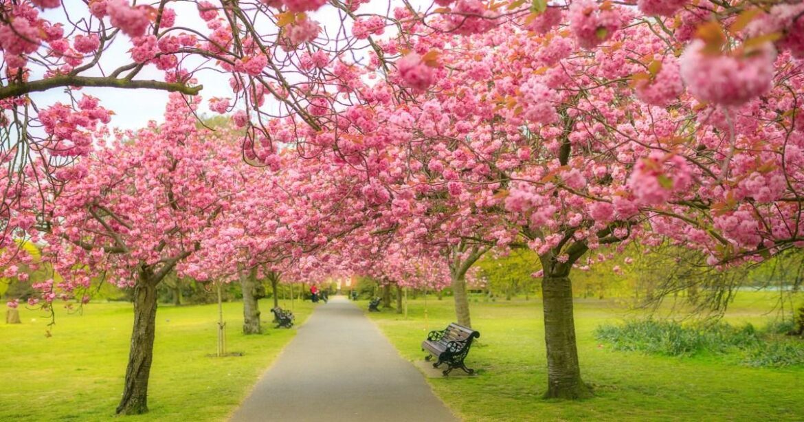 Japan cancels iconic cherry blossom festival — here's the best places to see them in the UK