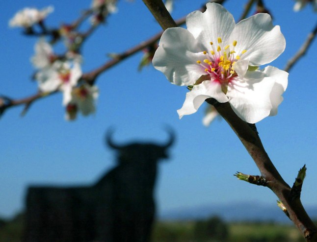 SPAIN-FLOWERS-FEATURE