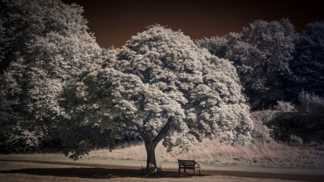 Park Bench at Dyffryn Gardens