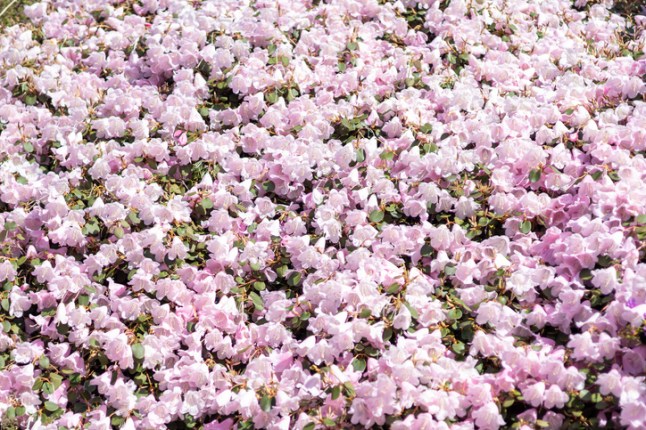 Full frame of pink climbing flowers in bloom, Edinburgh, Scotland, United Kingdom, Europe