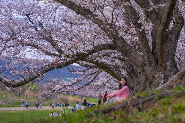 A woman sitting underneath pink cherry blossoms on Sakura trees in Japan.