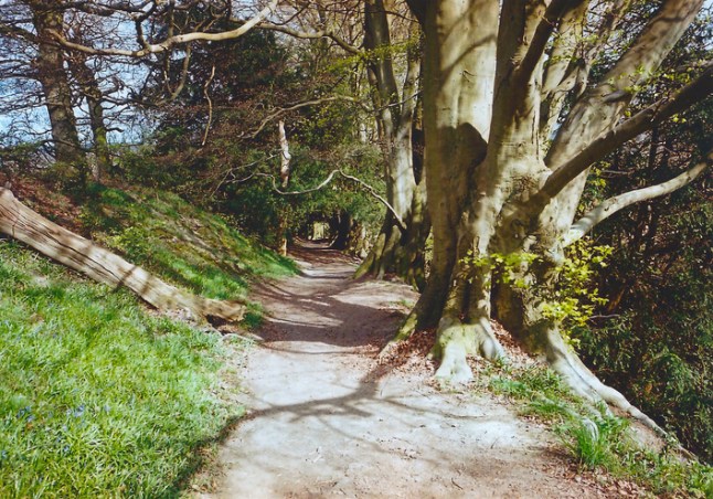 Early summer English landscape