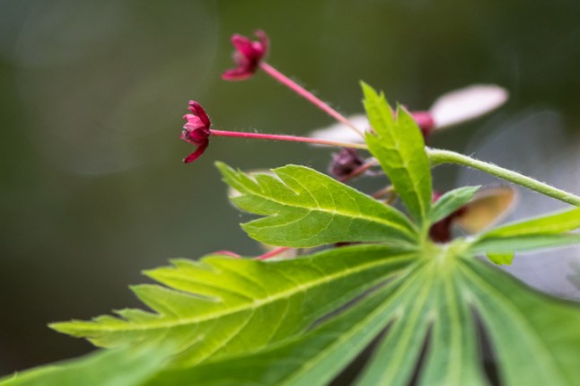 Cut-leaved Japanese maple (Acer japonicum 'Aconitifolium')