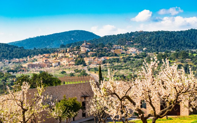 Flowering almond trees in the village of Selva, Mallorca, with a scene of greenery, houses and dark green hills in the distance.