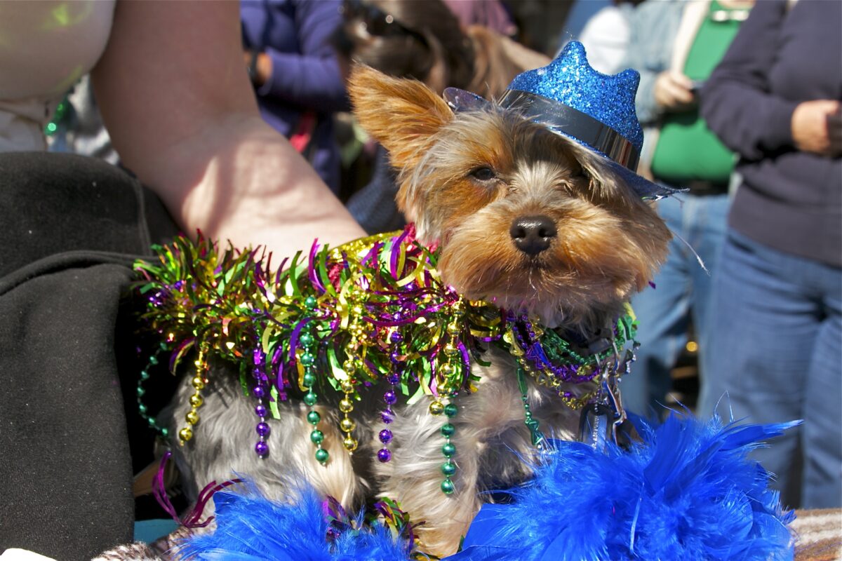 A dog attends Mardi Gras atThe Original Farmers Market