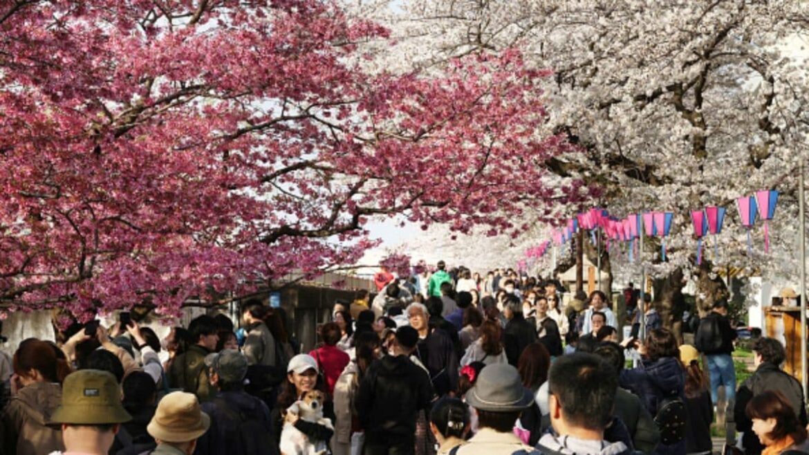 When Too Many Tourists Become A Problem: What Japan’s Cherry Blossom Festival Cancellation Signals | Explainers News