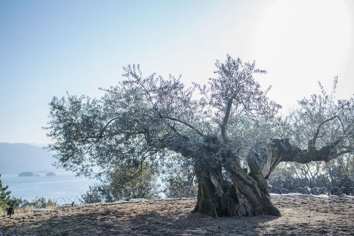 Millennium Olive Terrace - 1000 Year Old Tree