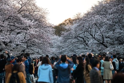 En la imagen, la multitud observa los cerezos en flor en el parque Ueno en Tokio (Japón), el 25 de marzo de 2018.