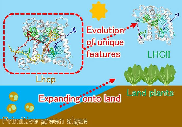 The unique structure of the photosynthetic complex called Lhcp suggests how photosynthetic systems changed as photosynthetic organisms evolved from water to land