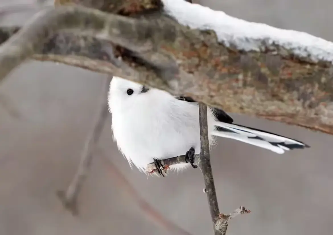 Snow Fairies, Tiny Wonders of Hokkaido Hokkaido snow fairy shimaenaga