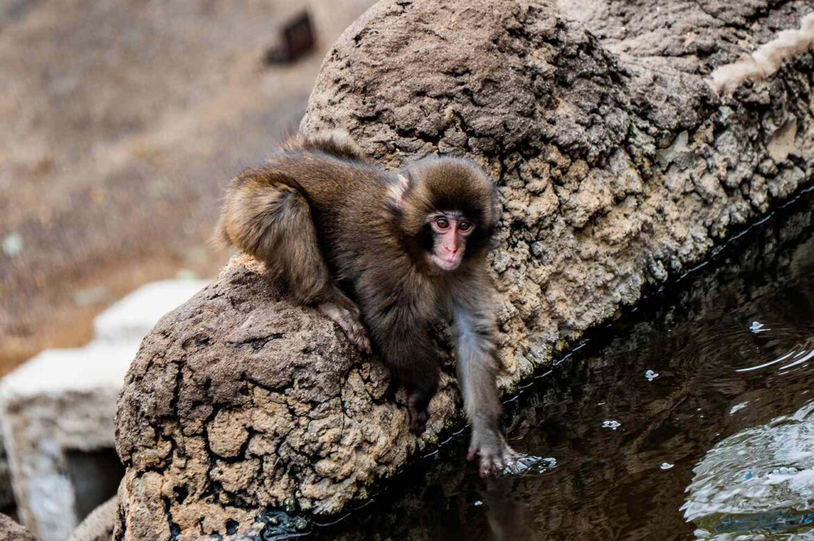 I Flew to Japan to See Punch, the Viral Baby Snow Monkey—Here’s How to Visit I Flew to Japan to See Punch, the Viral Baby Snow Monkey—Here's How to Visit