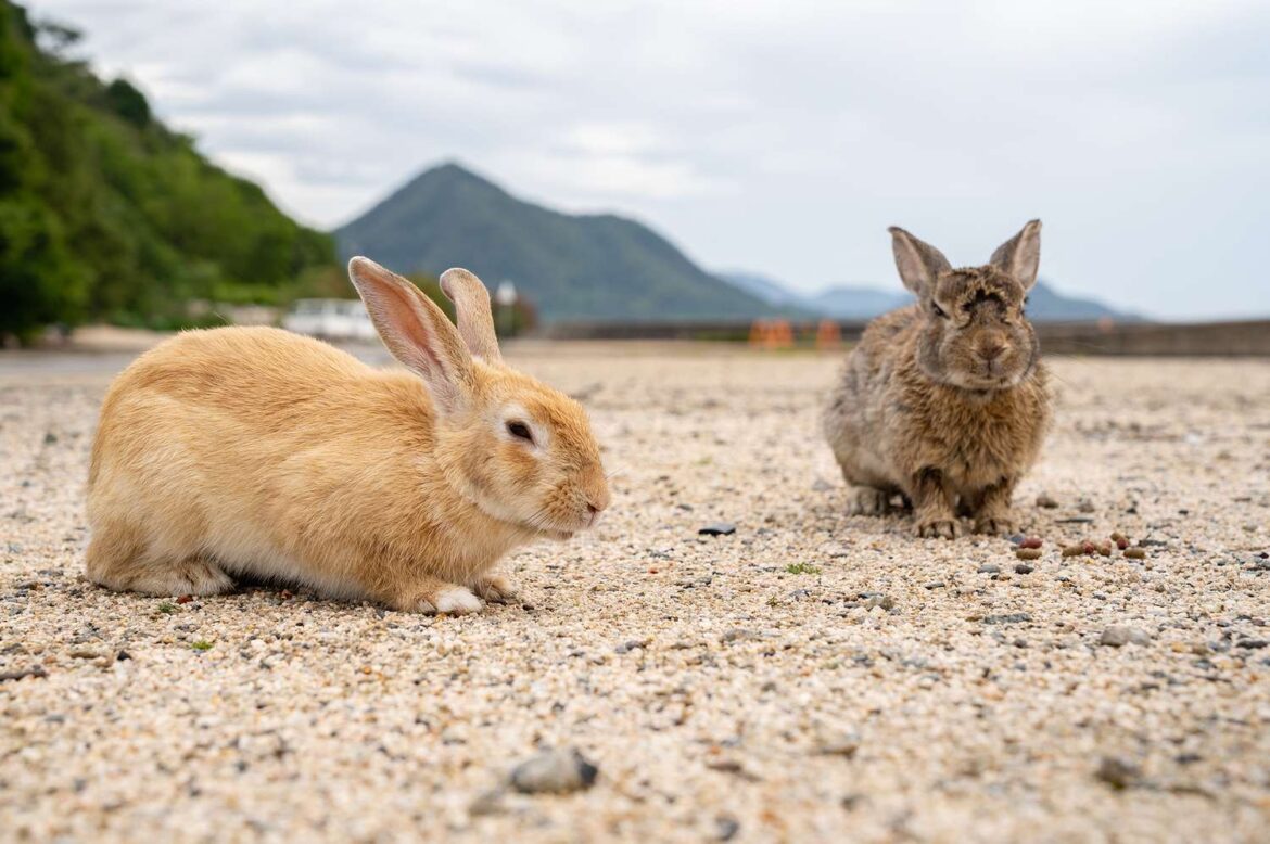 This Japanese Island Is Home to 1,000 Friendly Rabbits
