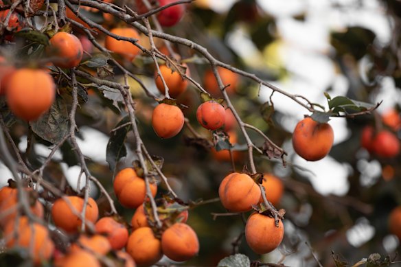 Persimmon … ripe for new tastes.
