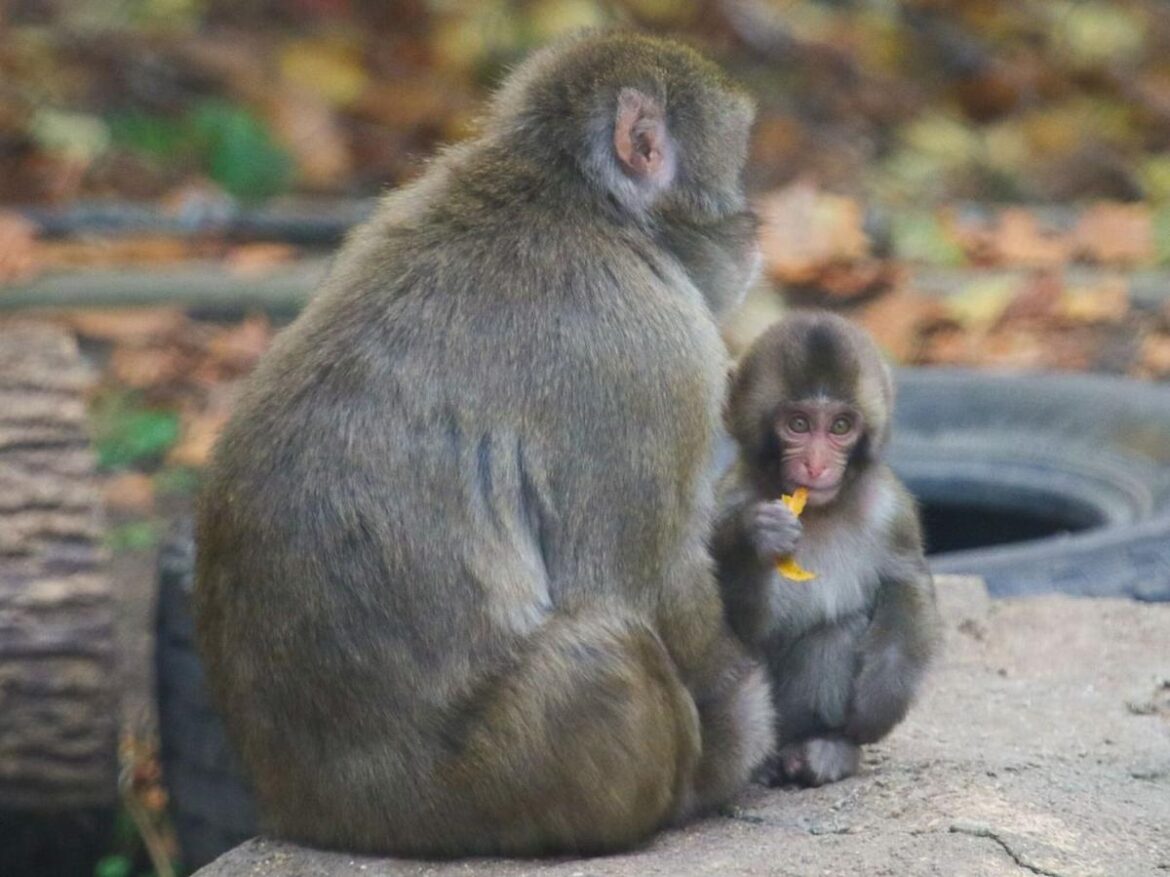 Love Punch the Monkey? We Have 9 Japanese Macaques in Iowa!