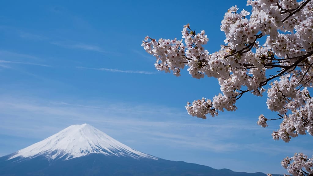 ‘Our quiet lives are threatened’: Mount Fuji cherry blossom festival axed over bad tourist behaviour ‘Our quiet lives are threatened’: Mount Fuji cherry blossom festival axed over bad tourist behaviour