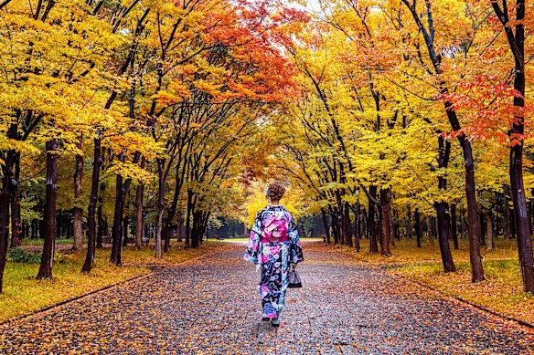 As October fades into November, people slip into momijigari mode, embracing the ritual of “red-leaf hunting”.
