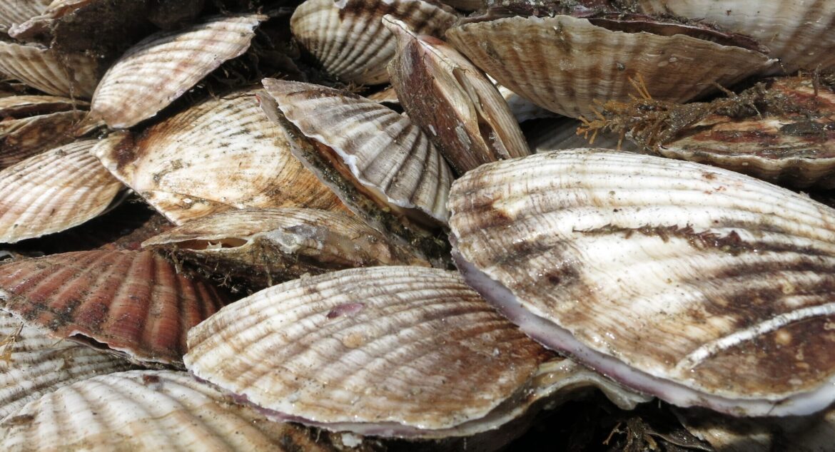 Japan's Hokkaido Notsuke scallop season peaks as processors grapple with high costs