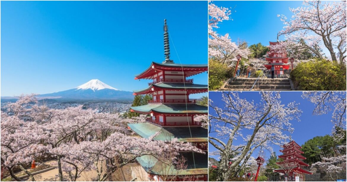 Mount Fuji Cherry Blossom Festival Cancelled Due to Overtourism Crisis