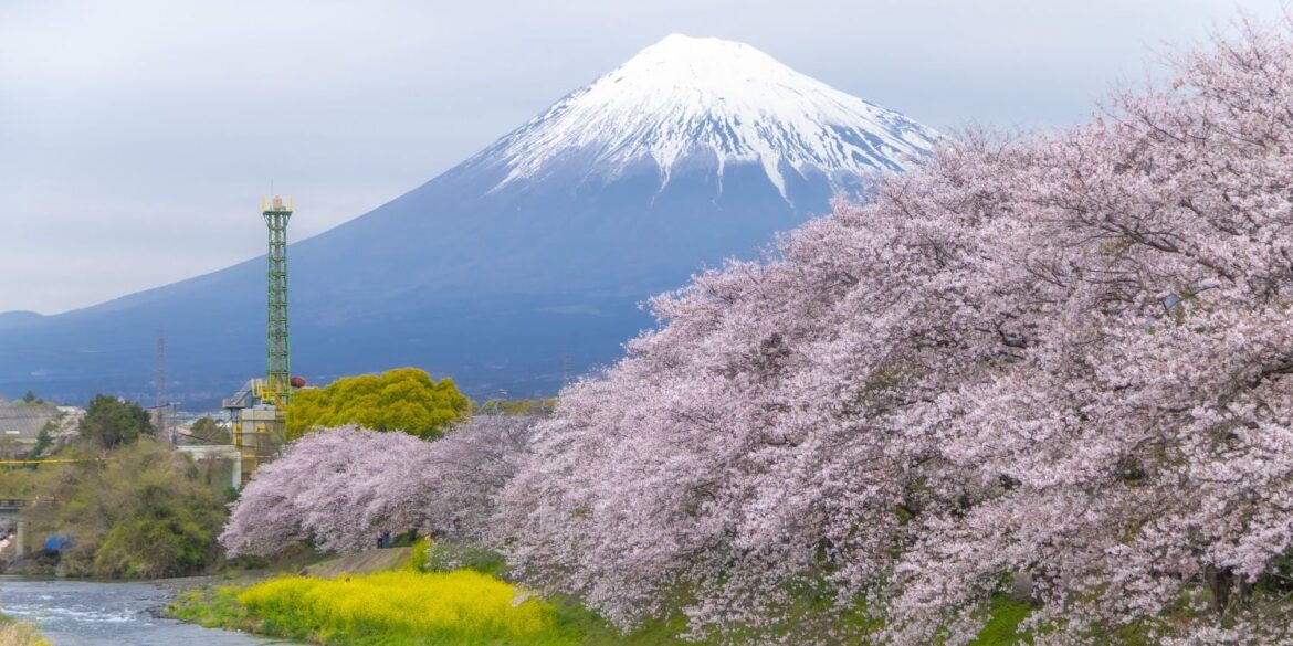 Annual Mt Fuji cherry blossom viewing cancelled over fears of overtourism
