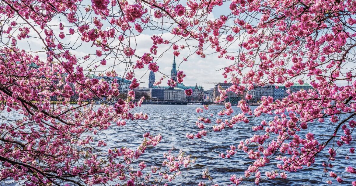 Best places to see cherry blossoms around the world: Japan, Australia, USA and more