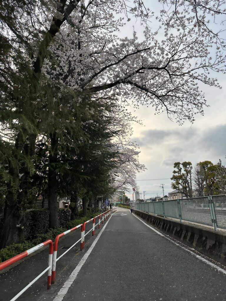 Tokyo during spring 🇯🇵