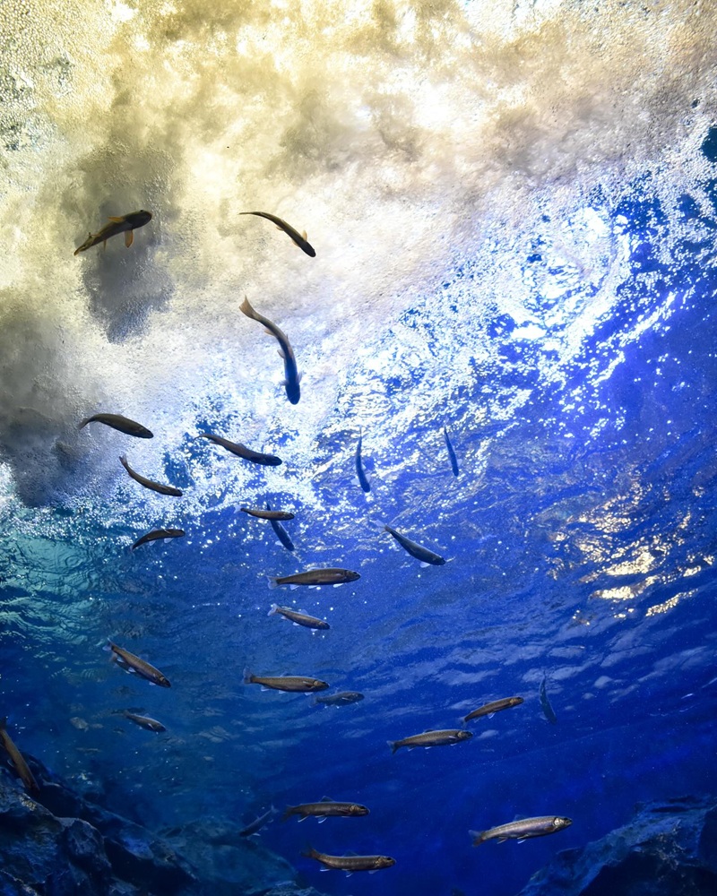 2026北海道北見景點推薦＋必買｜北之大地水族館