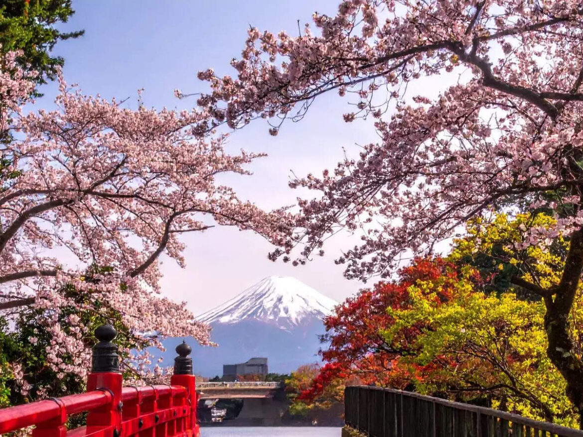 Mount Fuji cherry blossom festival cancelled due to overtourism The Economic Times