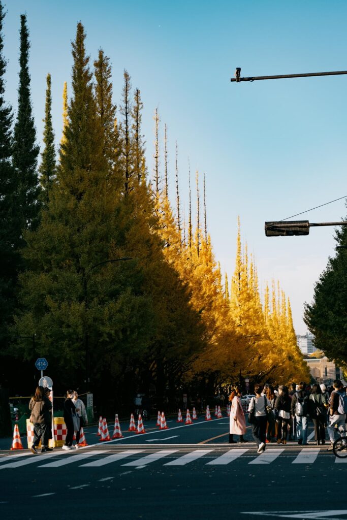 Aoyama ginko avenue