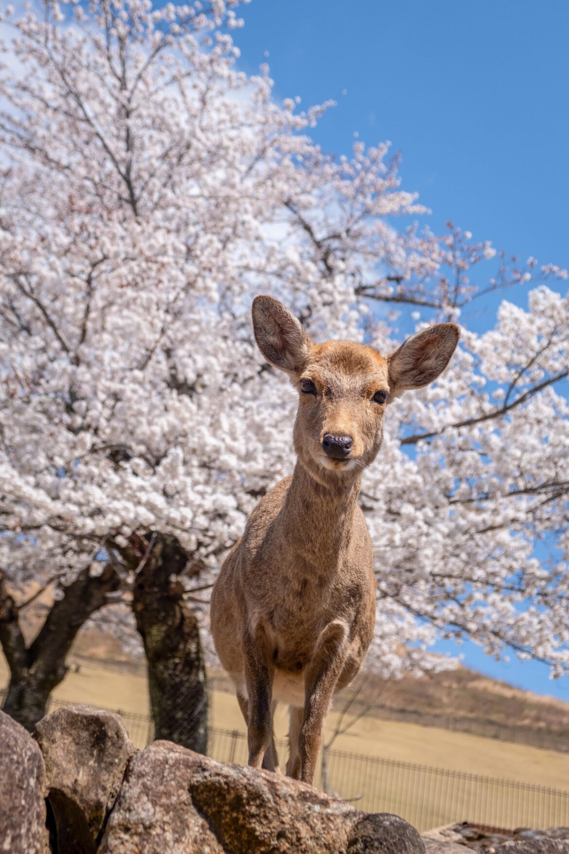 Last spring in Japan
