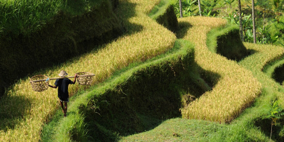 NaTHNaC - Japanese encephalitis