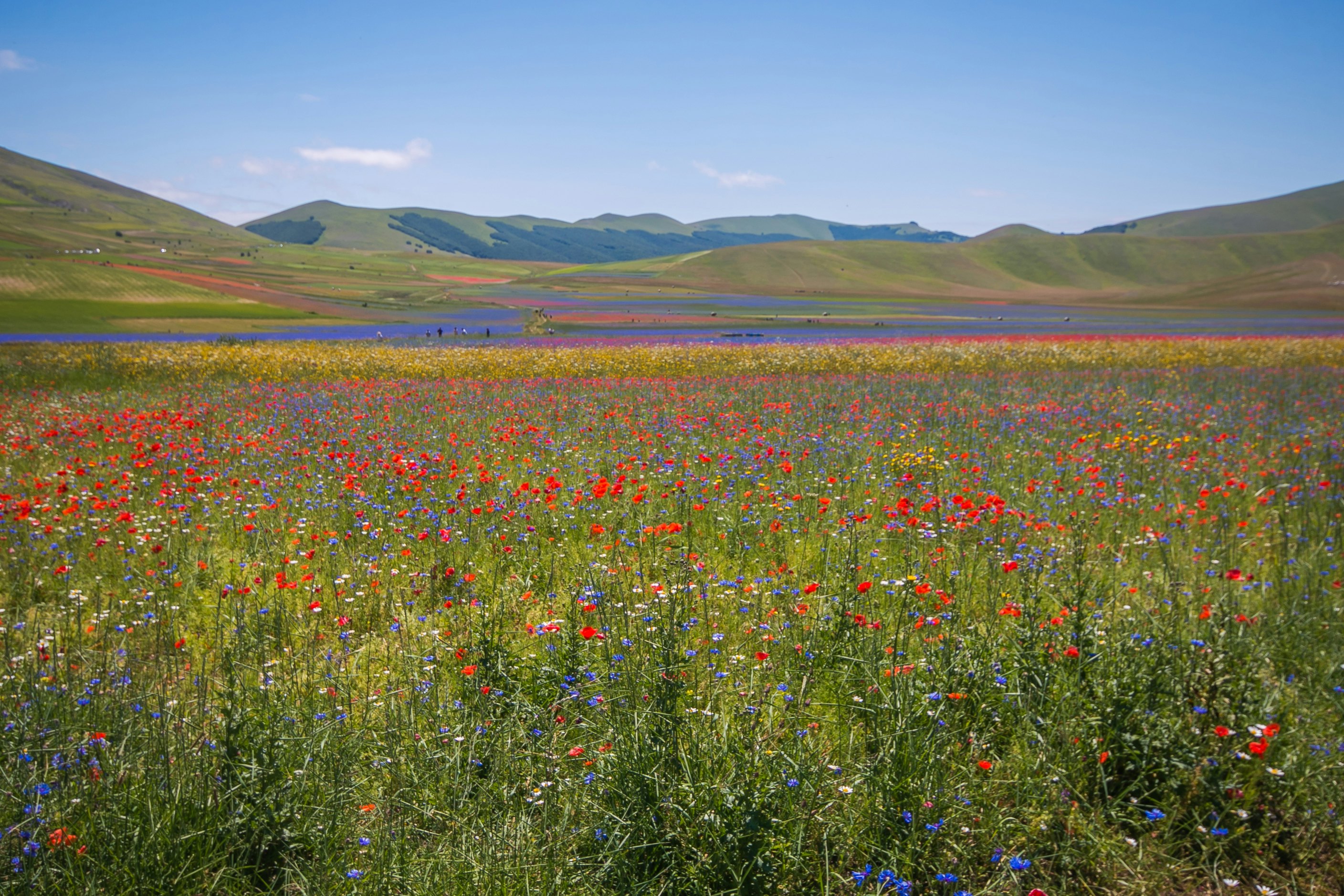 A meadow of wildflowers at Piano Grande in the Apennine Mountains near Castelluccio di Norcia, Umbria, Italy.
