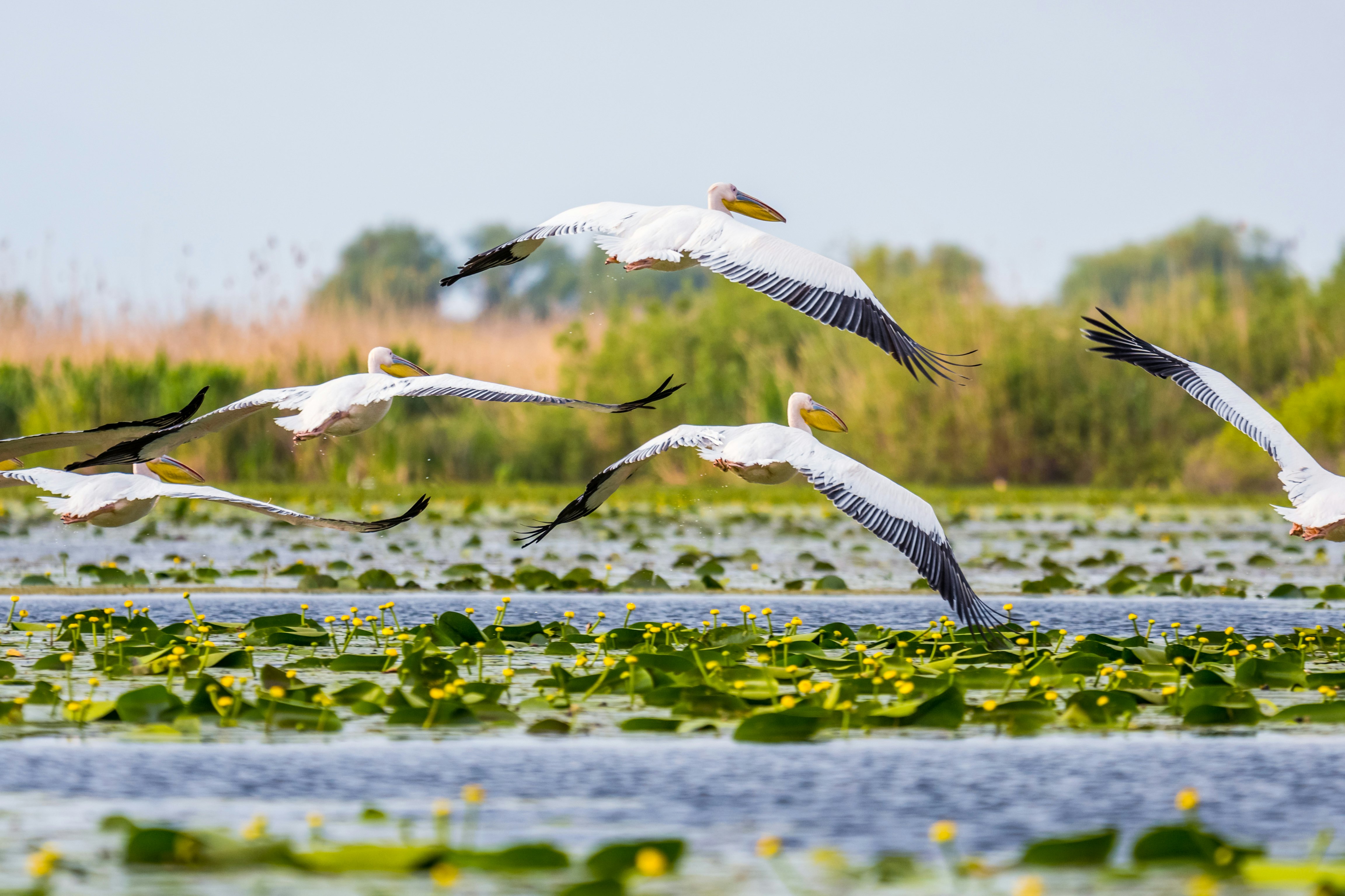 Pelicans flying over yellow water lilies in the Danube Delta, Romania.