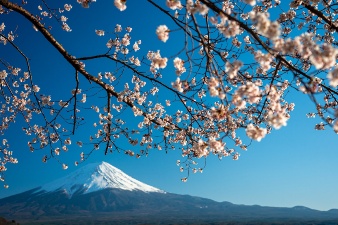 Mount Fuji cherry blossom festival cancelled due to overtourism — The Business Picture Mount Fuji cherry blossom festival