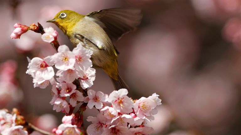 Japan's cherry blossoms draw many tourists to the country in spring. Pic: Reuters