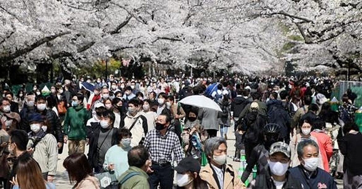 Mount Fuji Cherry Blossom Festival Cancelled Amid Tourist Surge