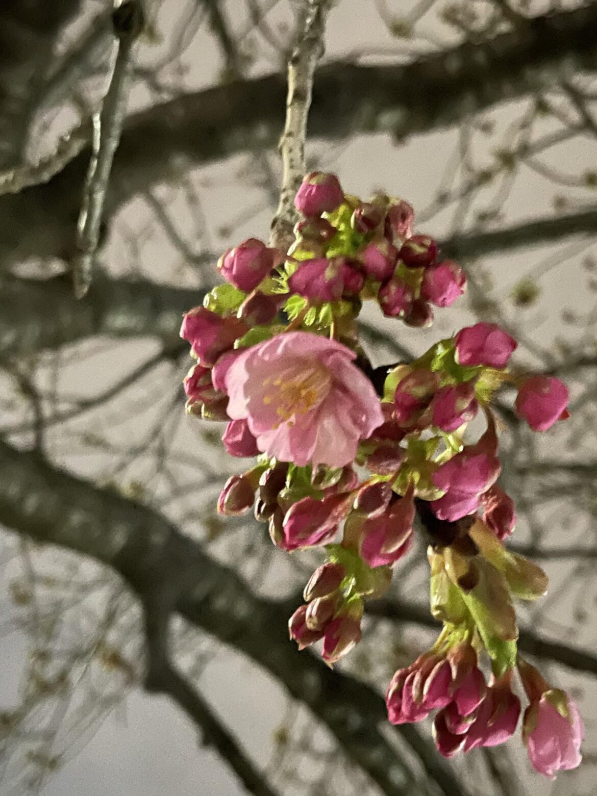 Cherry blossom season begins in Tokyo