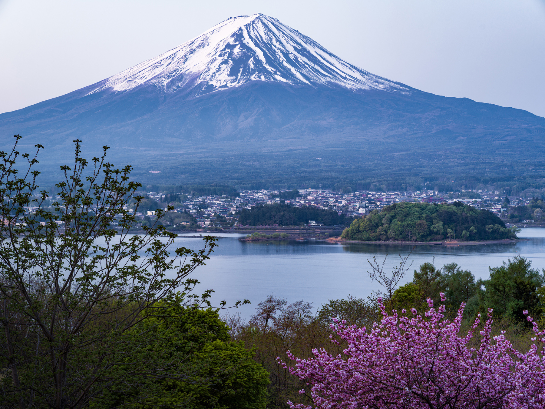Mount Fuji and Lake Kawaguchi with cherry blossoms in spring.