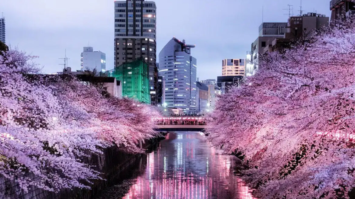 Kyoto's cherry blossom season redefines tourism planning for 2026