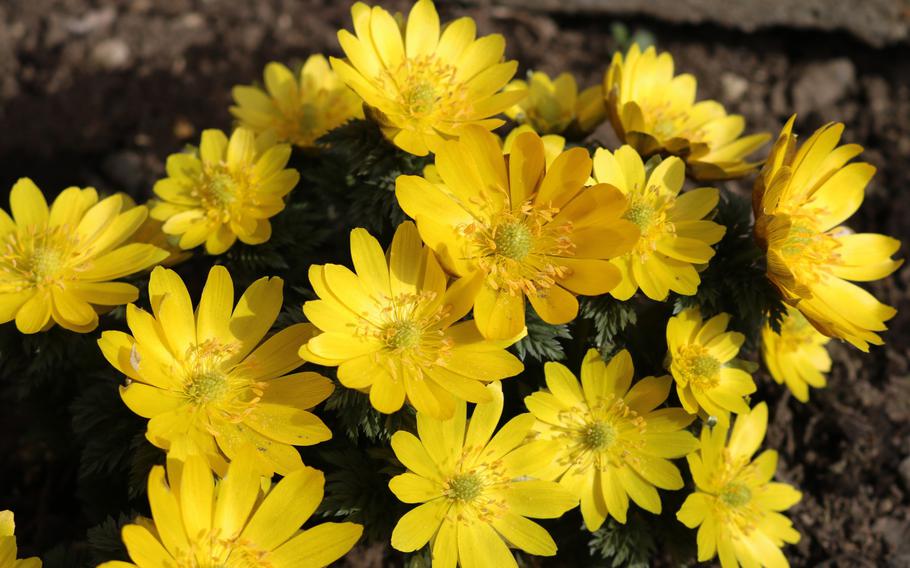 A full close-up of Far East Amur adonis.