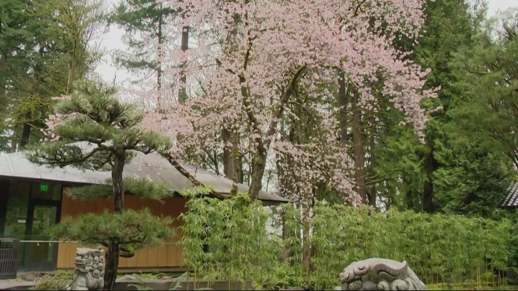Portland Japanese Garden gets ready for cherry blossom bloom