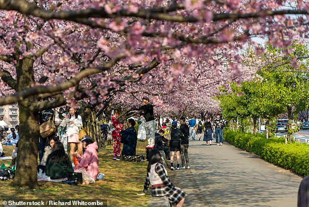 During cherry blossom season, it's common to see families and schoolchildren gather under the trees for picnics, referred to as Hanami in Japan